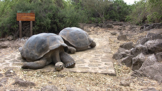 エクアドル/ガラパゴス諸島/サンタ・クルス島/ガラパゴスゾウガメ