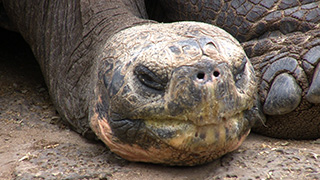 エクアドル/ガラパゴス諸島/サンタ・クルス島/ガラパゴスゾウガメ