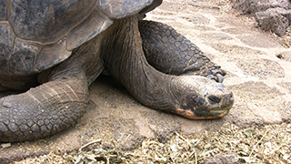 エクアドル/ガラパゴス諸島/サンタ・クルス島/ガラパゴスゾウガメ