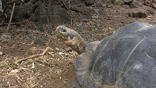 エクアドル/ガラパゴス諸島/サンタ・クルス島/ガラパゴスゾウガメ