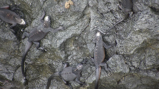 エクアドル/ガラパゴス諸島/イサベラ島/ウミイグアナ