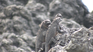 エクアドル/ガラパゴス諸島/イサベラ島/ウミイグアナ