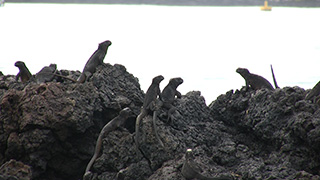 エクアドル/ガラパゴス諸島/イサベラ島/ウミイグアナ