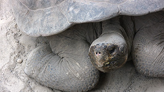 エクアドル/ガラパゴス諸島/イサベラ島/ガラパゴスゾウガメ