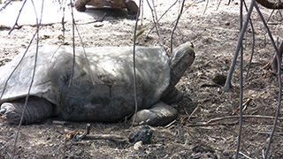 エクアドル/ガラパゴス諸島/イサベラ島/ガラパゴスゾウガメ