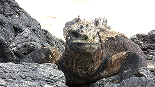 エクアドル/ガラパゴス諸島/イサベラ島/ウミイグアナ