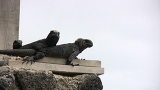 エクアドル/ガラパゴス諸島/イサベラ島/ウミイグアナ