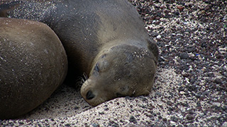 エクアドル/ガラパゴス諸島/サン・クリストバル島/ガラパゴスアシカ