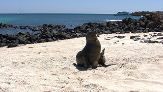 エクアドル/ガラパゴス諸島/サン・クリストバル島/ガラパゴスアシカ