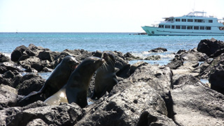 エクアドル/ガラパゴス諸島/サン・クリストバル島/ガラパゴスアシカ