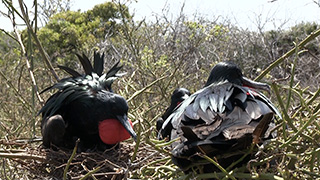 エクアドル/ガラパゴス諸島/ノース・セイモア島/ガラパゴスアメリカグンカンドリ