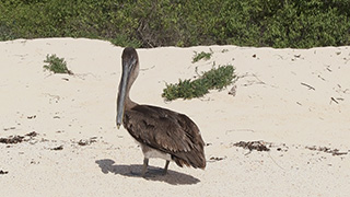 エクアドル/ガラパゴス諸島/ノース・セイモア島//ガラパゴスカッショクペリカン