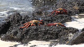 エクアドル/ガラパゴス諸島/ノース・セイモア島/ガラパゴスベニイワガニ