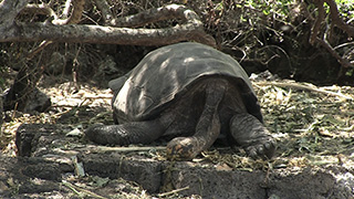 エクアドル/ガラパゴス諸島/サンタ・クルス島/ガラパゴスゾウガメ