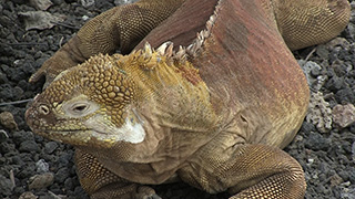 エクアドル/ガラパゴス諸島/サンタ・クルス島/ガラパゴスリクイグアナ