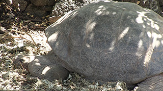 エクアドル/ガラパゴス諸島/サンタ・クルス島/ガラパゴスゾウガメ