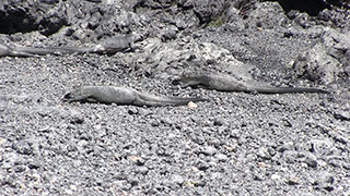 エクアドル/ガラパゴス諸島/サンタ・クルス島/ウミイグアナ