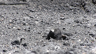 エクアドル/ガラパゴス諸島/サンタ・クルス島/ウミイグアナ