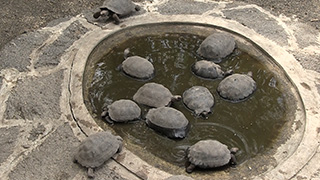 エクアドル/ガラパゴス諸島/イサベラ島/ガラパゴスゾウガメ