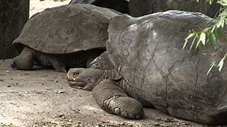 エクアドル/ガラパゴス諸島/イサベラ島/ガラパゴスゾウガメ