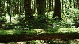 日本/北八ヶ岳/苔の森