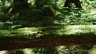 日本/北八ヶ岳/苔の森