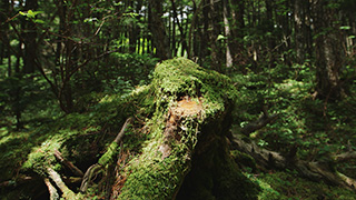 日本/北八ヶ岳/苔の森