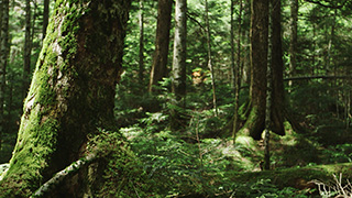 日本/北八ヶ岳/苔の森