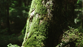 日本/北八ヶ岳/苔の森