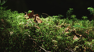 日本/北八ヶ岳/苔の森