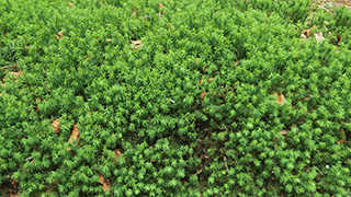 日本/北八ヶ岳/苔の森