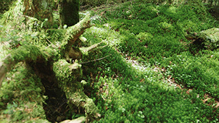 日本/北八ヶ岳/苔の森