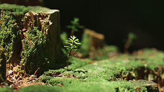 日本/北八ヶ岳/苔の森