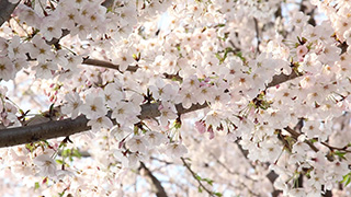 桜