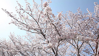 桜