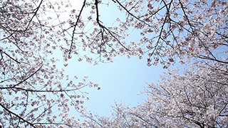 桜