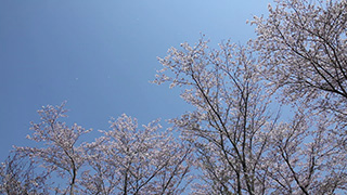 風に舞う桜の花びら