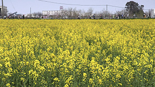 日本/埼玉/権現堂桜堤/菜の花