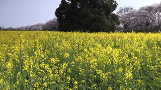 日本/埼玉/権現堂桜堤/菜の花