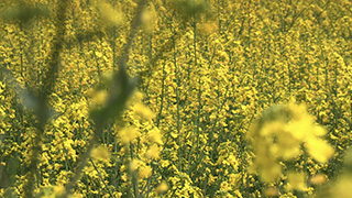 日本/埼玉/権現堂桜堤/菜の花