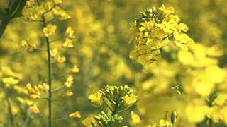 日本/埼玉/権現堂桜堤/菜の花