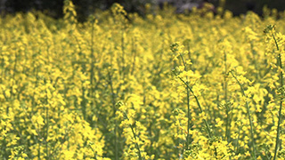 日本/埼玉/権現堂桜堤/菜の花