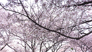 日本/埼玉/権現堂桜堤/桜