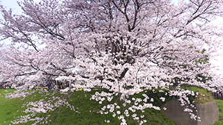 日本/埼玉/権現堂桜堤/桜