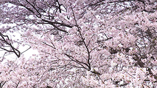 日本/埼玉/権現堂桜堤/桜