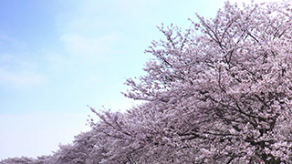 日本/埼玉/権現堂桜堤/桜