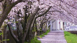 風に舞う桜の花びら