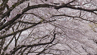 風に舞う桜の花びら