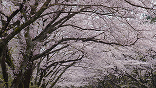 風に舞う桜の花びら