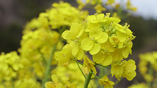 菜の花